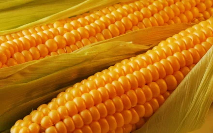 food corn HD Desktop Wallpaper | Background Image