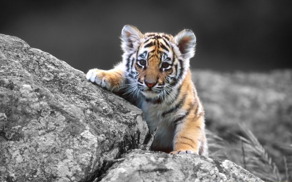 Animales Tigre Gatos Wildlife Baby Animal Fondo de pantalla HD | Fondo de Escritorio