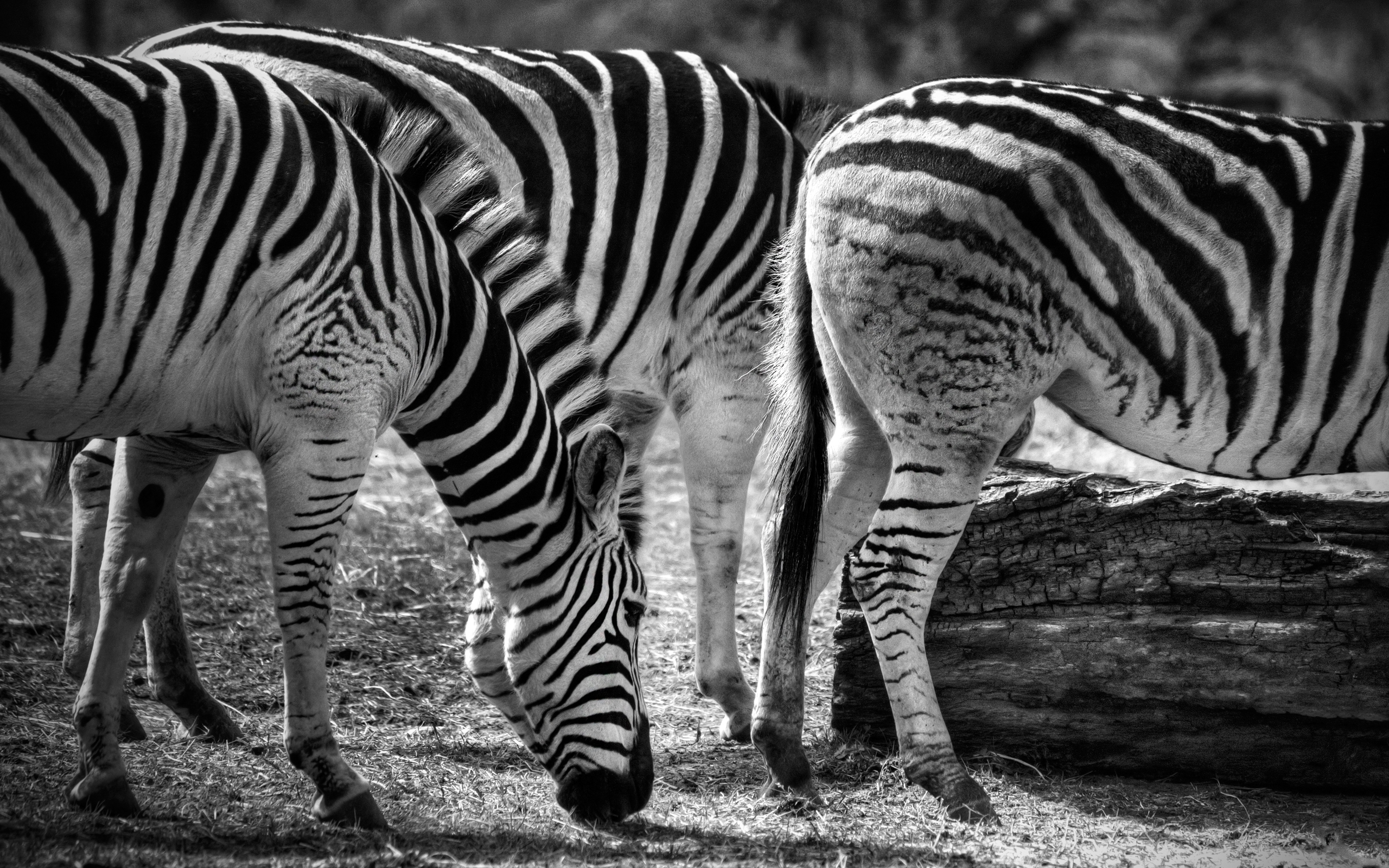 Animal Zebra HD Wallpaper | Background Image