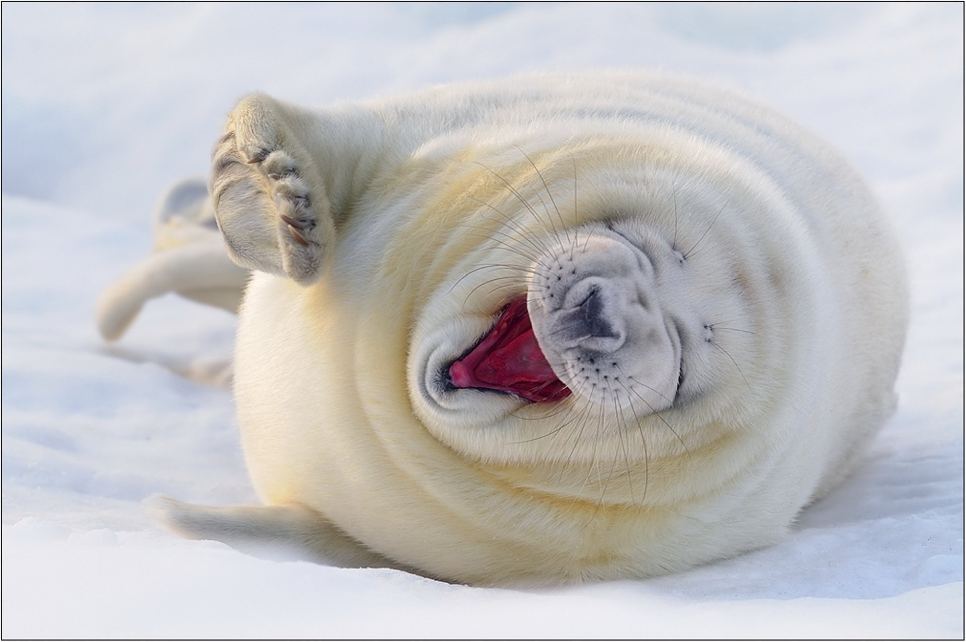 HD PC desktop wallpaper of a smiling seal pup lying on its back in the snow, showcasing its playful and adorable nature.