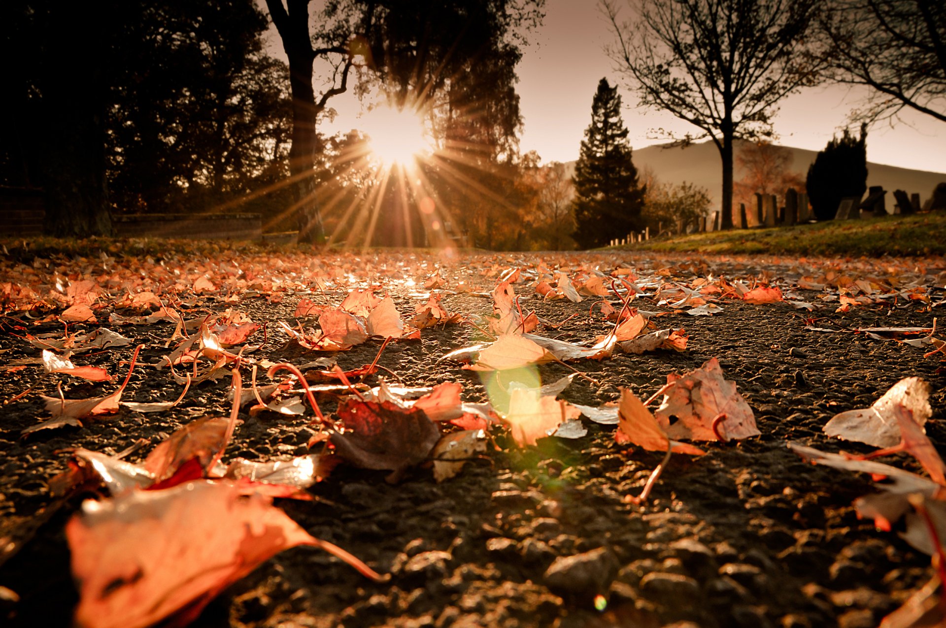 HD PC desktop wallpaper showcasing a scenic nature view with autumn leaves on the ground and the sun setting behind trees, casting warm light and long shadows.