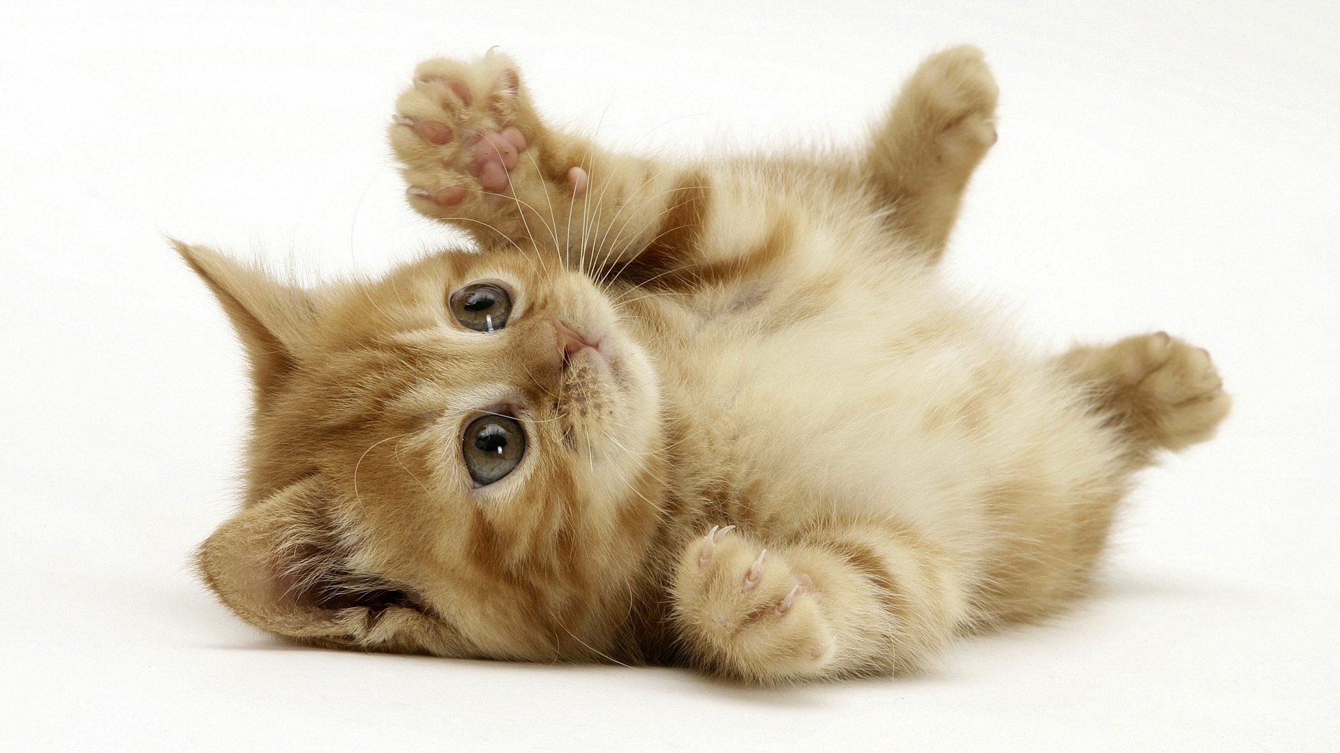 HD desktop wallpaper of a playful orange tabby kitten lying on its back against a white background, capturing a cute and lively animal moment.