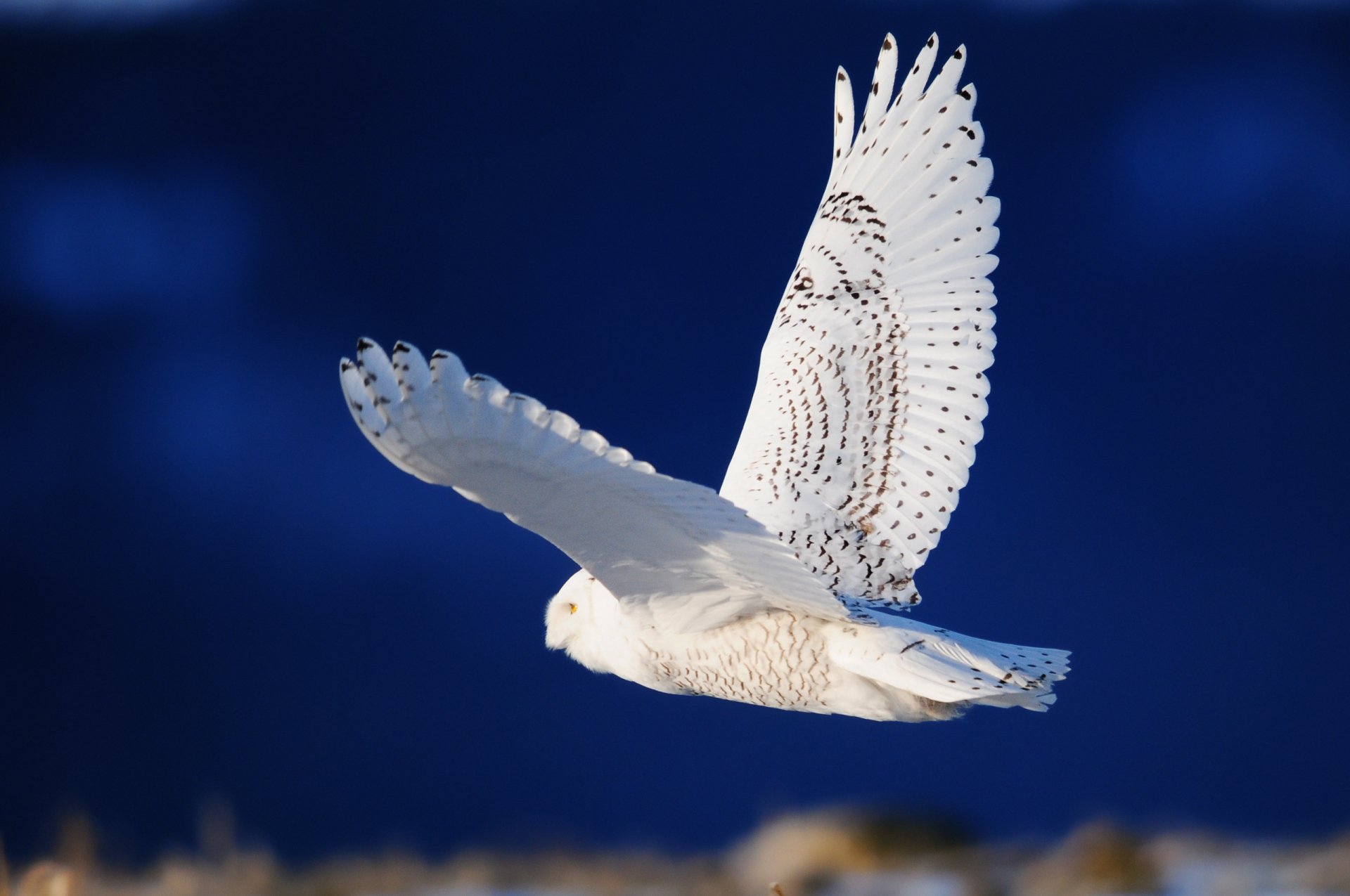 Download Animal Snowy Owl HD Wallpaper