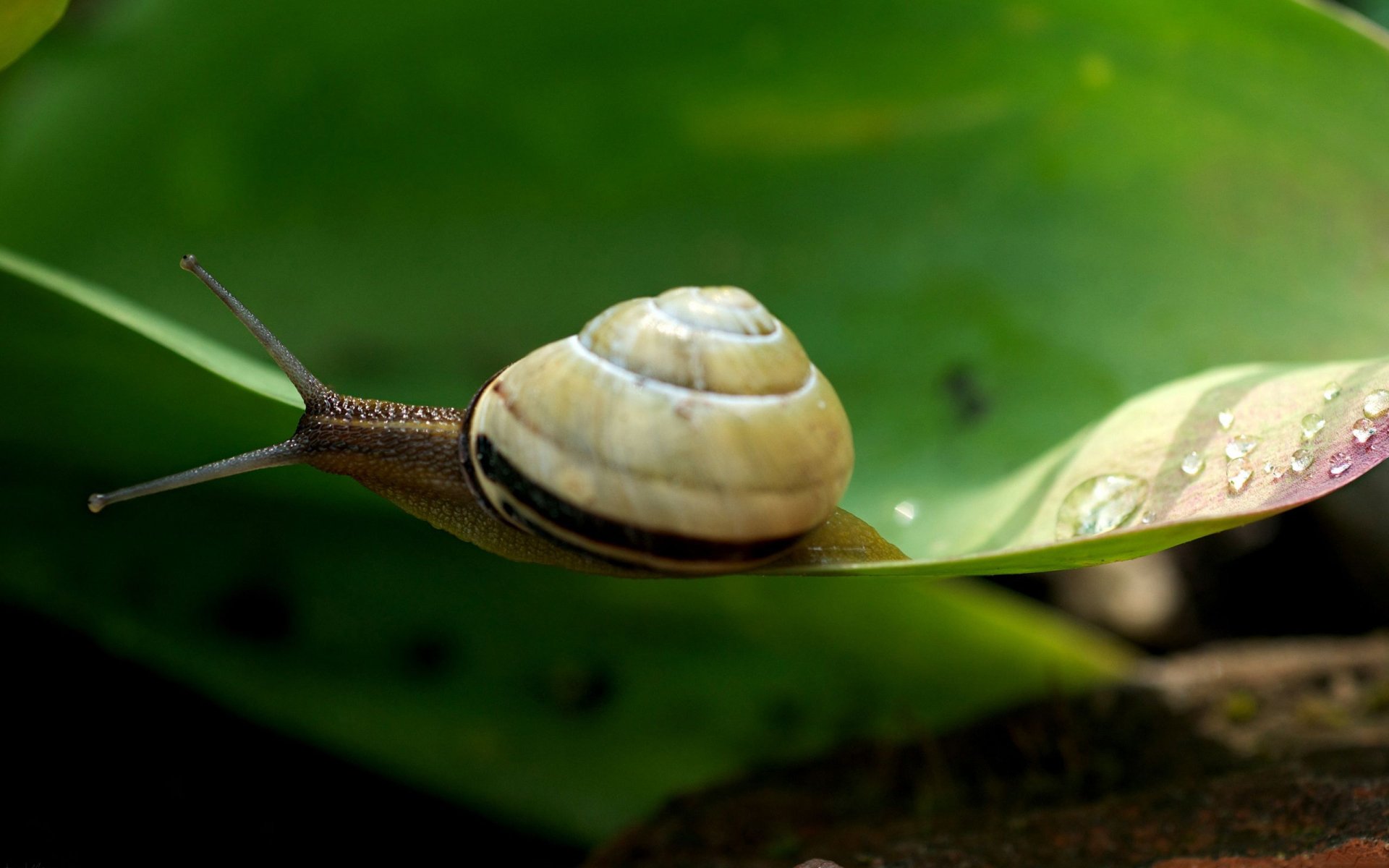Download Animal Snail HD Wallpaper