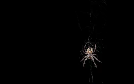Animal spider HD Desktop Wallpaper | Background Image