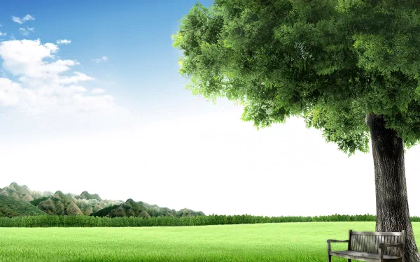 bench tree artistic tranquil HD Desktop Wallpaper | Background Image