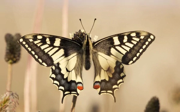Animal swallowtail butterfly HD Desktop Wallpaper | Background Image