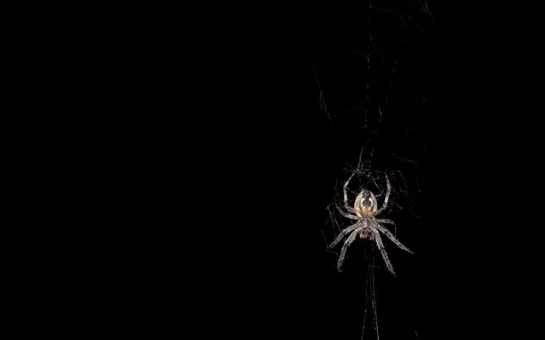 Animal spider HD Desktop Wallpaper | Background Image