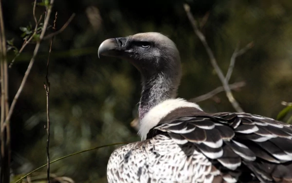 Animal vulture HD Desktop Wallpaper | Background Image
