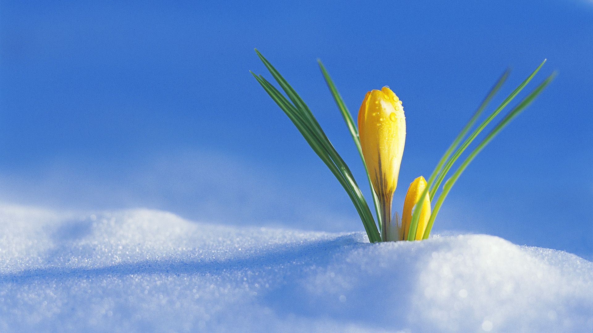 Earth Crocus HD Wallpaper | Background Image