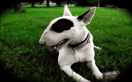 HD desktop wallpaper of a white bull terrier with a black patch over one eye, lying on vibrant green grass outdoors.