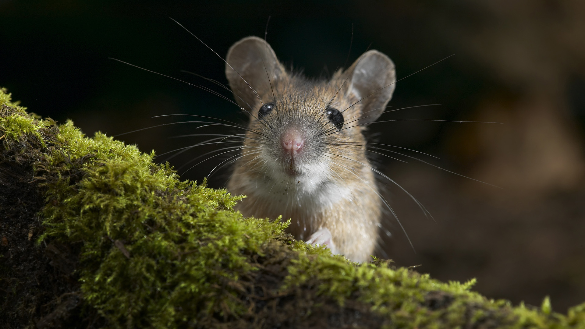 Animal Mouse HD Wallpaper