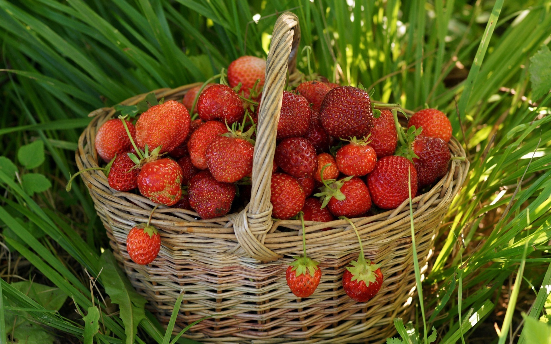 Strawberry Full HD Wallpaper and Background Image ...