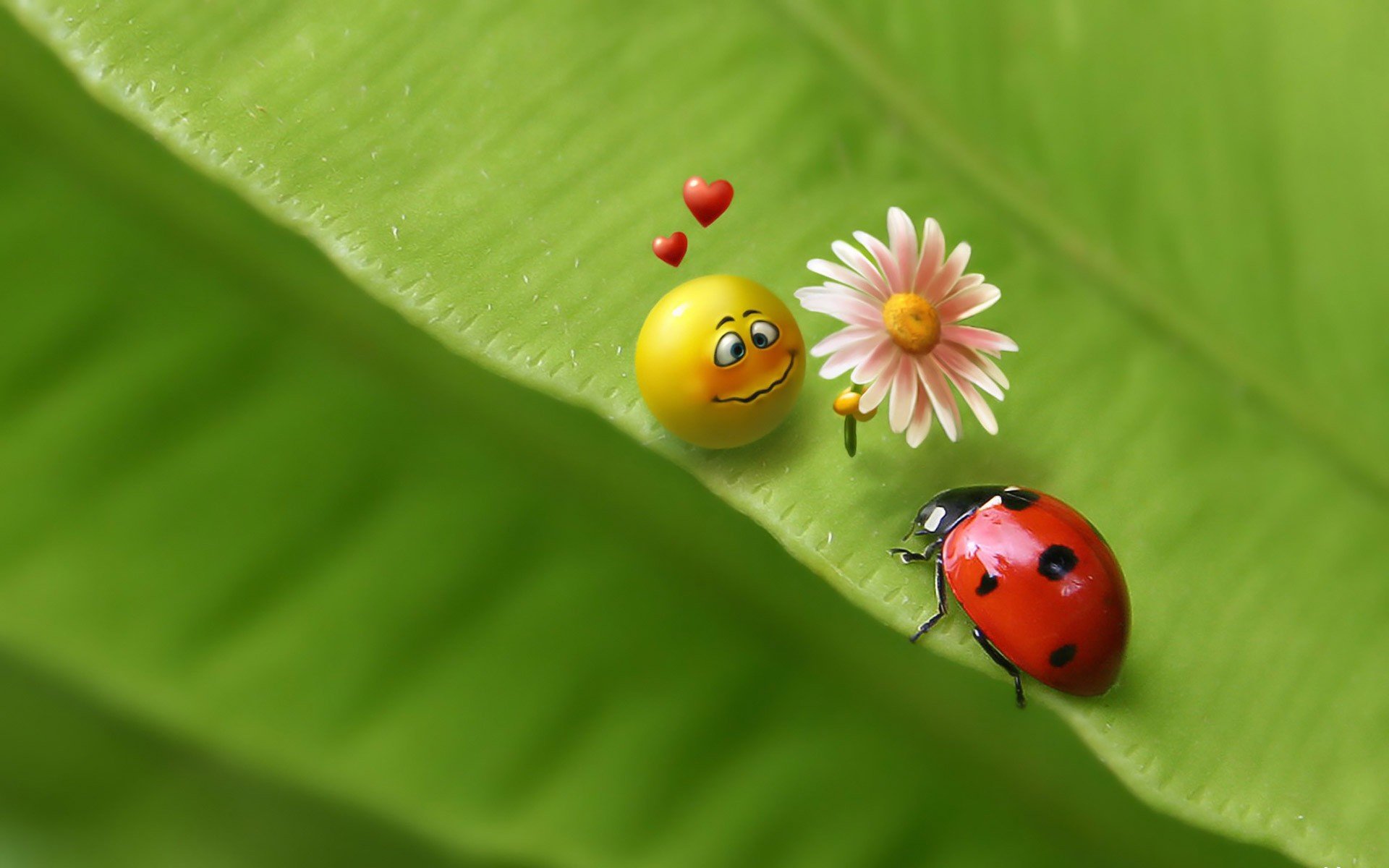 HD desktop wallpaper featuring a funny, animated yellow character with hearts, holding a flower next to a red ladybug on a vibrant green leaf background.