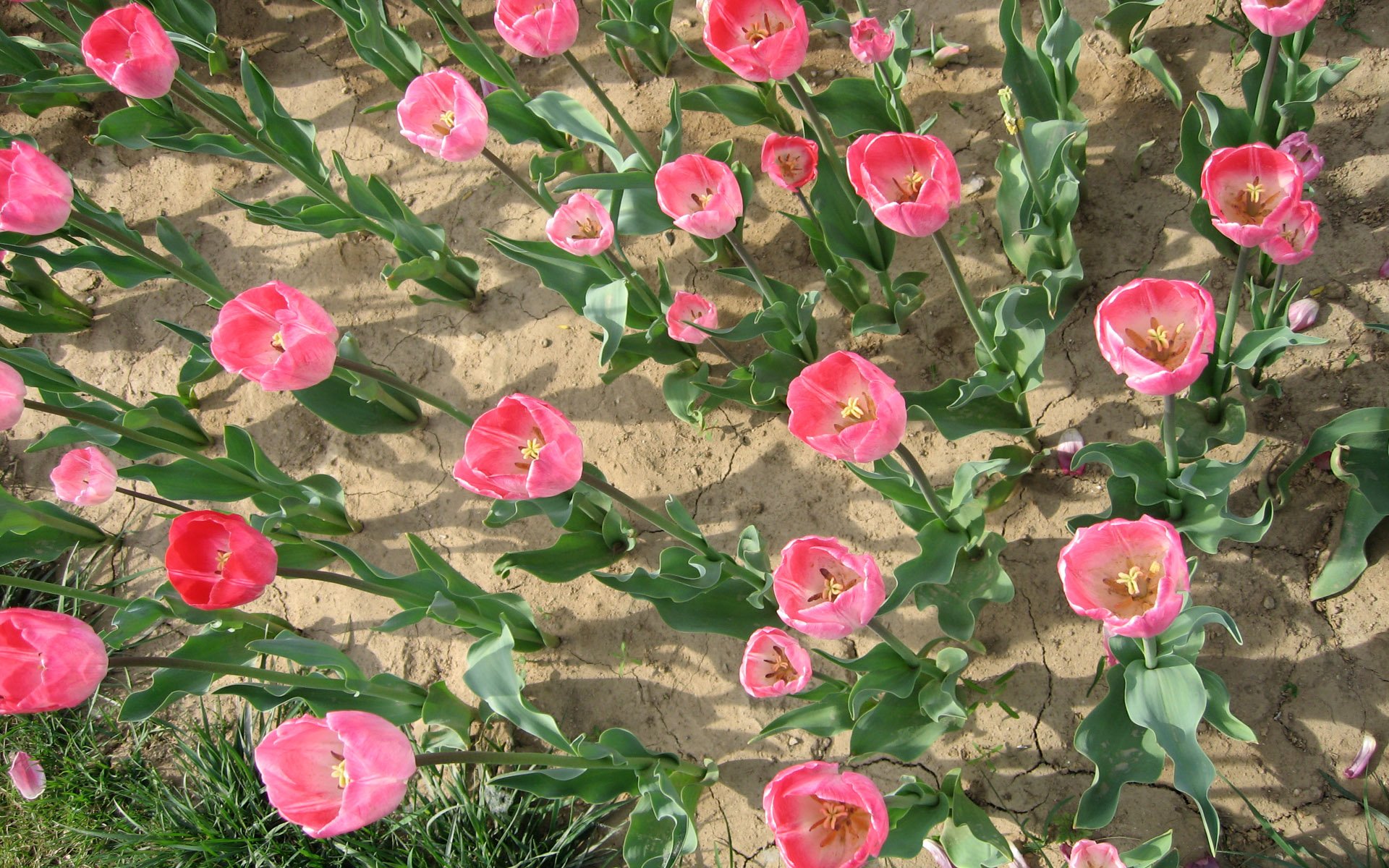 Download Pink Flower Flower Nature Tulip HD Wallpaper | 1920x1200 ...