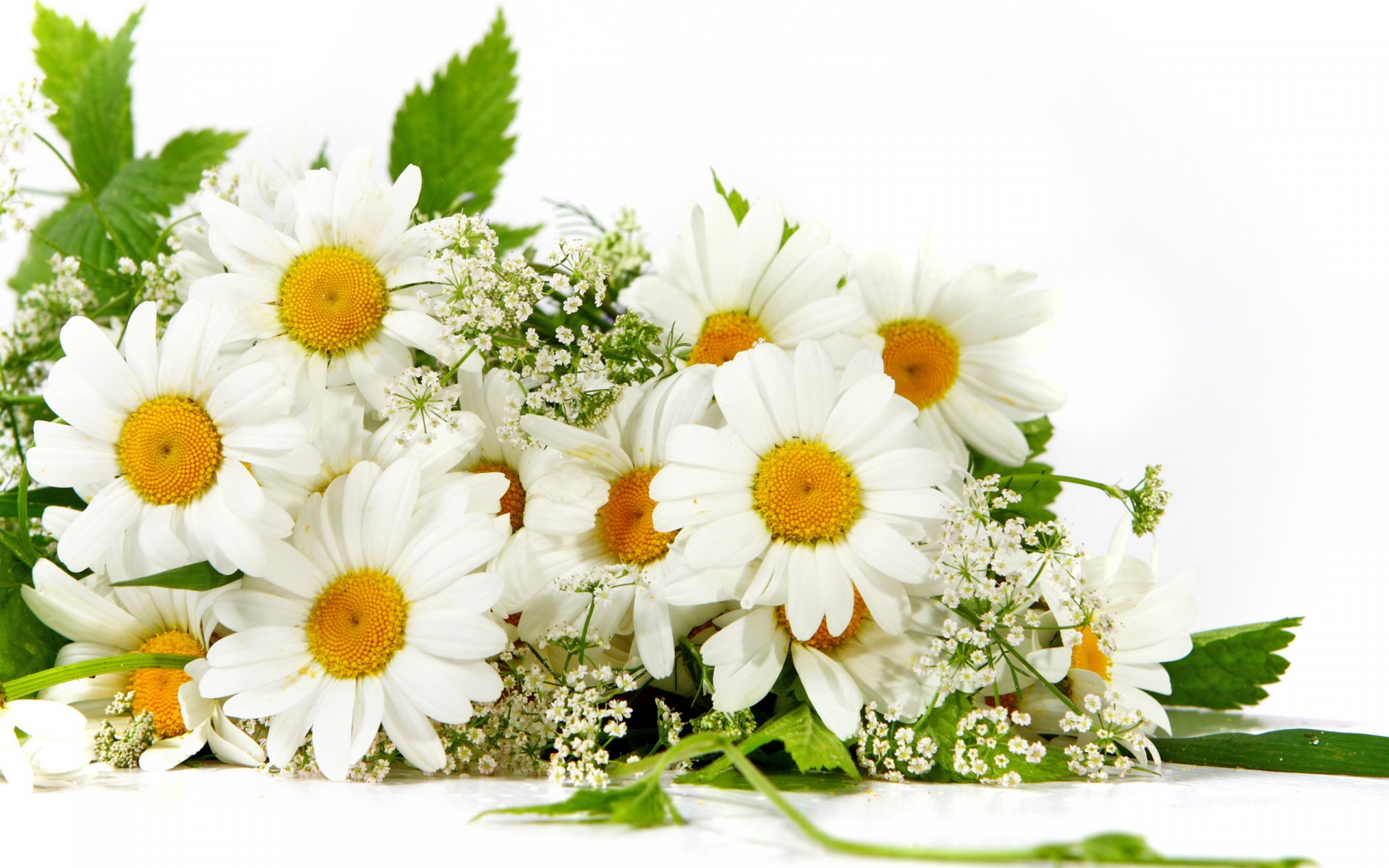 Download Nature Flower HD Wallpaper