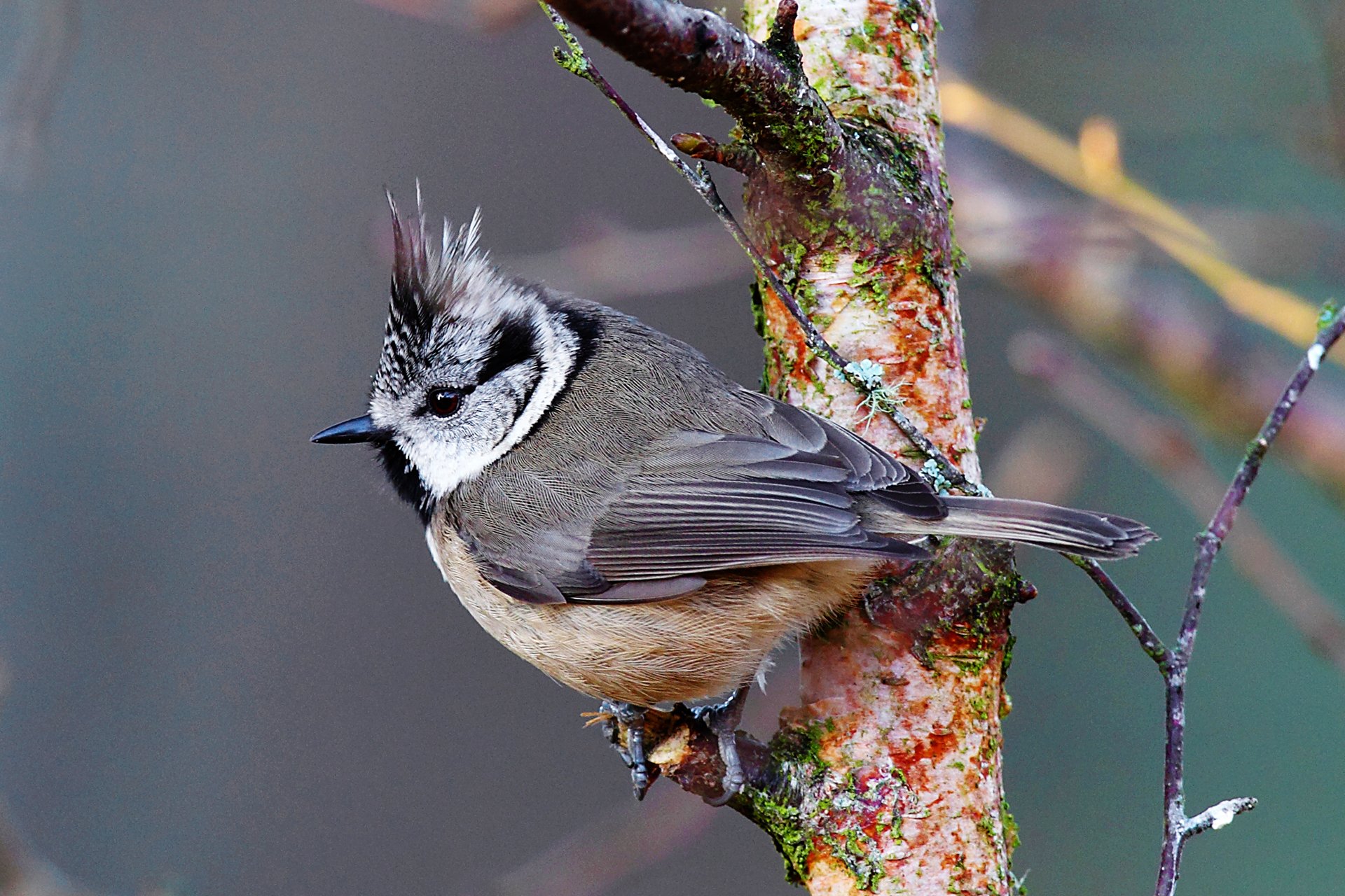 A crested tit perched on a mossy tree branch, showcasing its distinctive crest and soft plumage. This HD image serves as a vibrant desktop wallpaper and background featuring this charming bird.