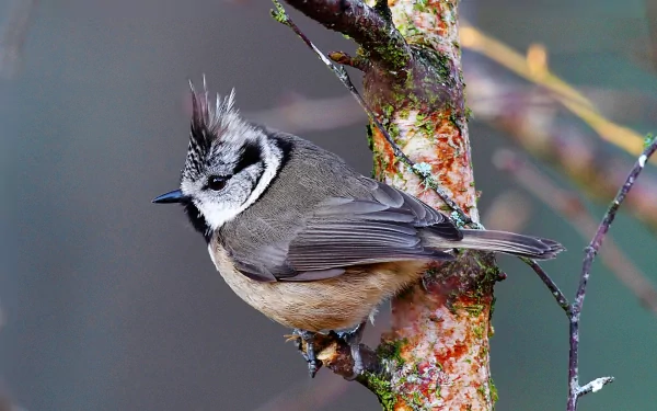A crested tit perched on a mossy tree branch, showcasing its distinctive crest and soft plumage. This HD image serves as a vibrant desktop wallpaper and background featuring this charming bird.
