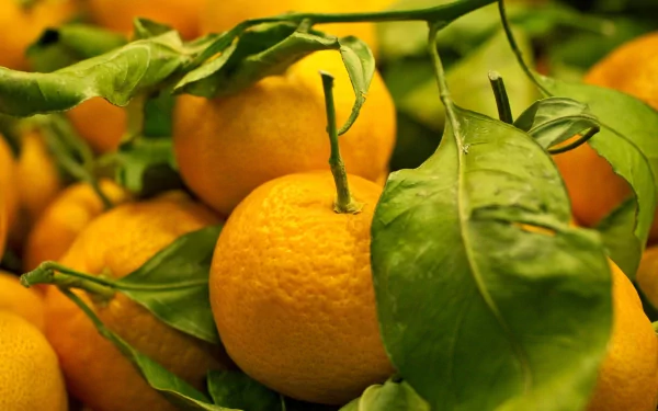 food orange (Color) HD Desktop Wallpaper | Background Image