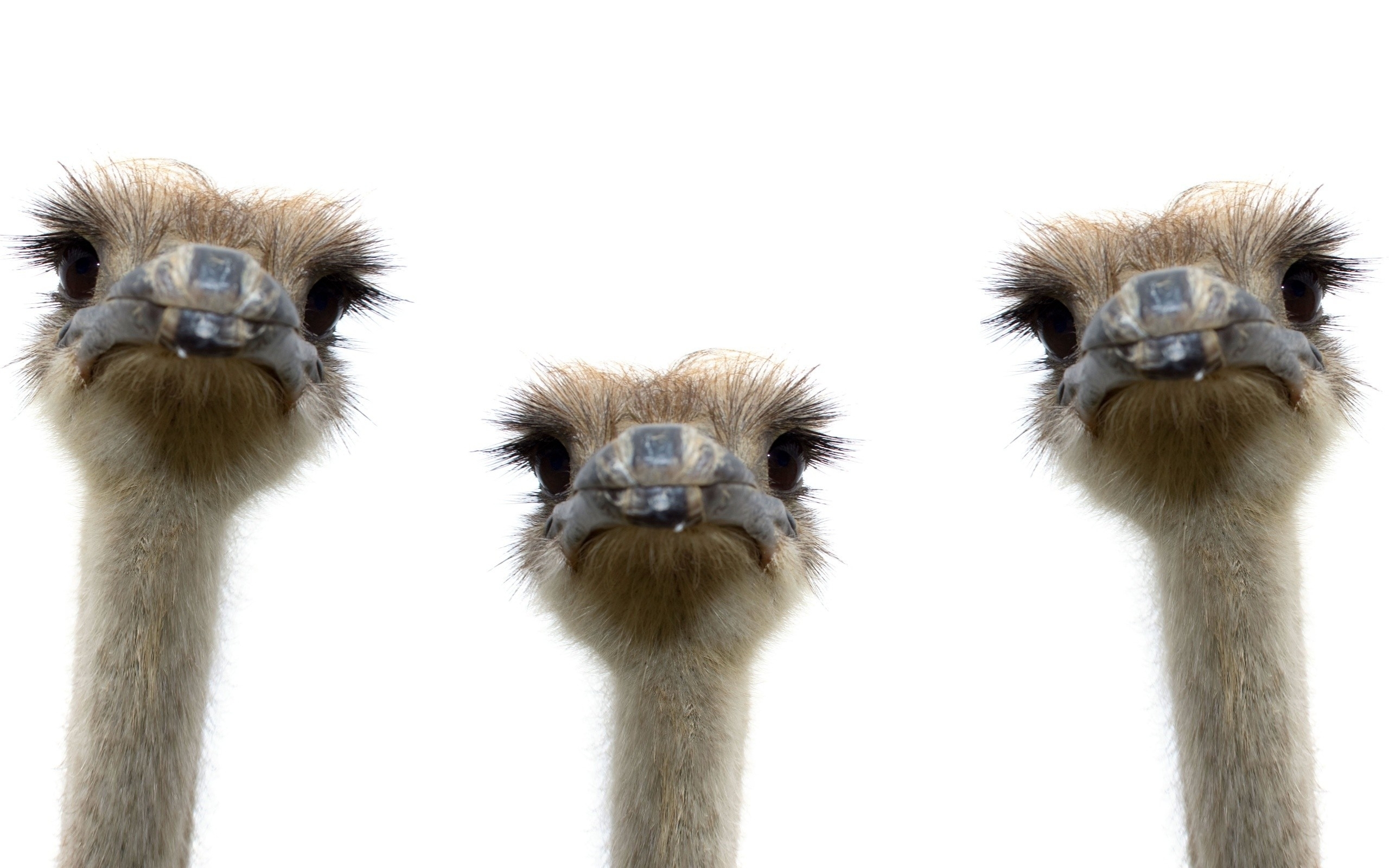 Ostrich Wallpapers  Top Free Ostrich Backgrounds  WallpaperAccess
