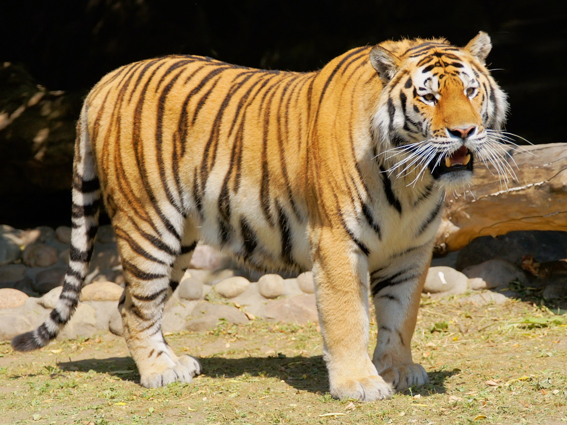 Download Animal Tiger HD Wallpaper