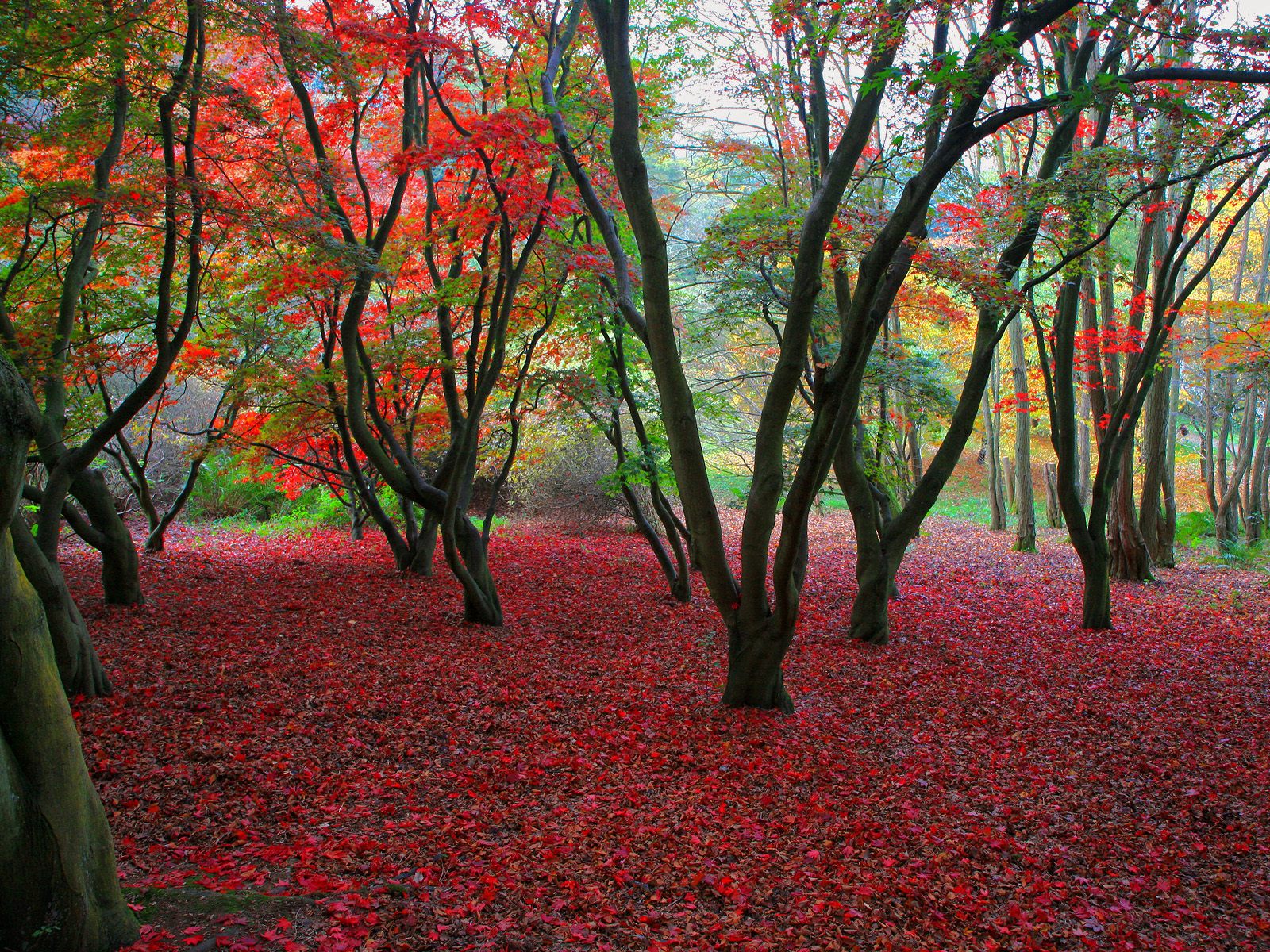 Autumn leaves carpet the ground beneath a tree.