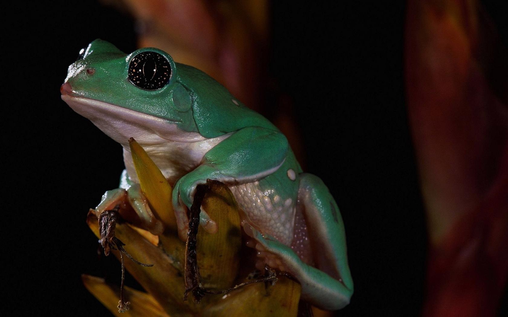 HD desktop wallpaper featuring a close-up of a green frog perched on a plant against a dark, blurred background.