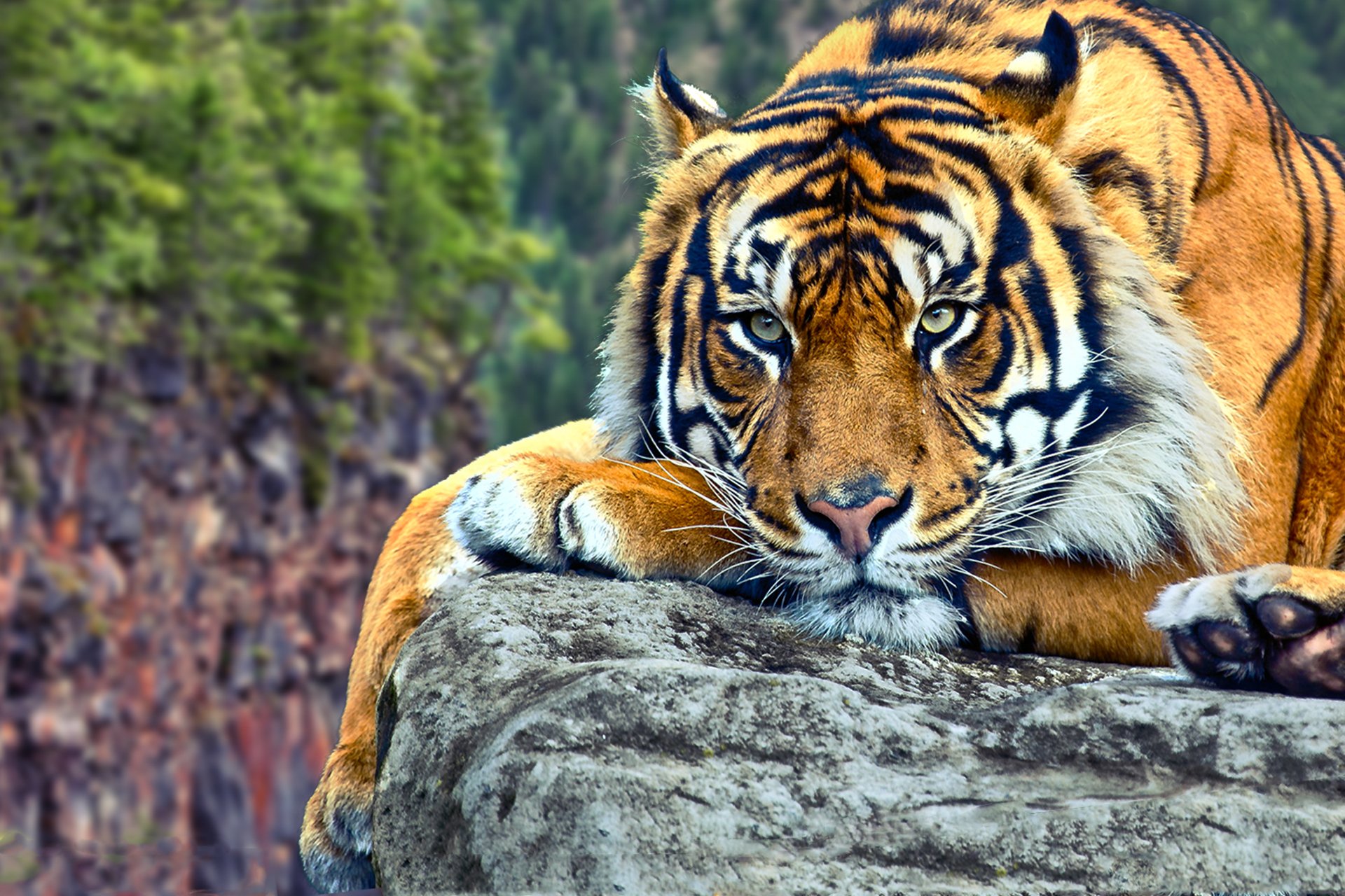 Tigre Siberiano – Biologando na Biologia