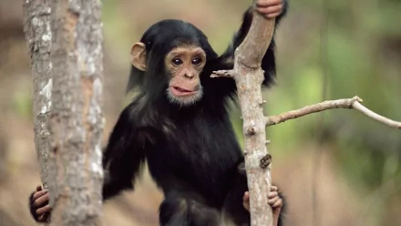 HD PC desktop wallpaper: young chimpanzee (animal) clinging to tree branches in a soft-focus forest background.