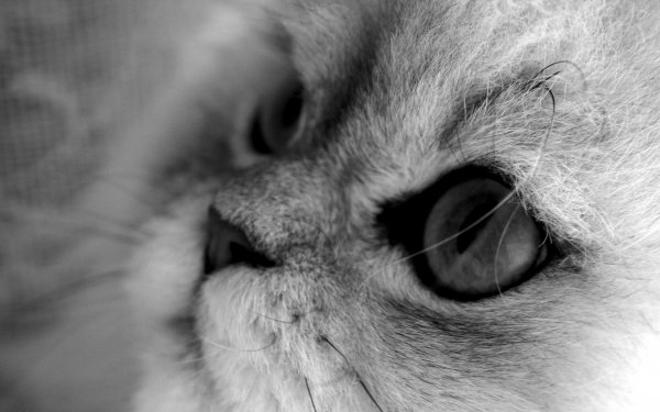 Animal Cat Cats HD Wallpaper | Background Image
