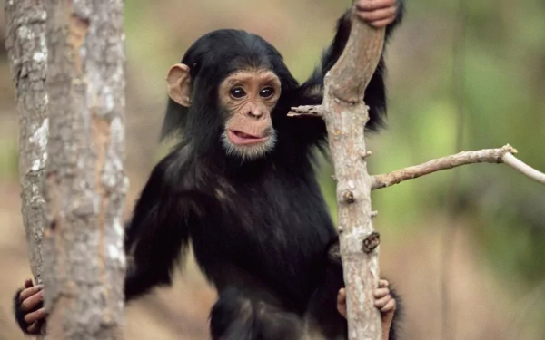 HD PC desktop wallpaper: young chimpanzee (animal) clinging to tree branches in a soft-focus forest background.