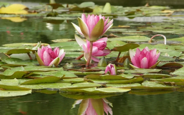 A serene scene featuring vibrant pink water lilies blooming on a tranquil pond, surrounded by lush green lily pads, captured in high definition for a stunning desktop wallpaper.