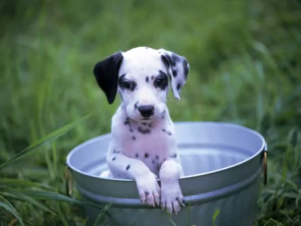 A cute Dalmatian puppy in a bucket on green grass, captured in HD, making a charming desktop wallpaper and background.