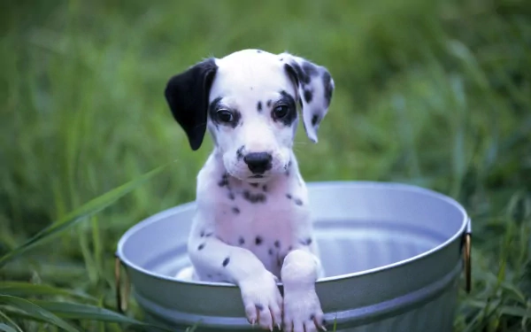 A cute Dalmatian puppy in a bucket on green grass, captured in HD, making a charming desktop wallpaper and background.