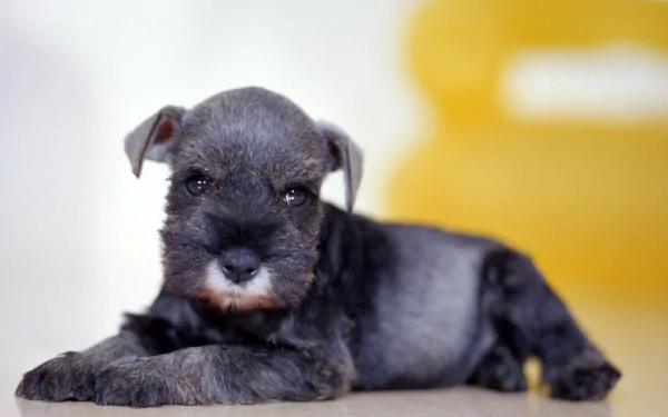 HD desktop wallpaper featuring a cute schnauzer puppy lying down, with a softly blurred yellow background.