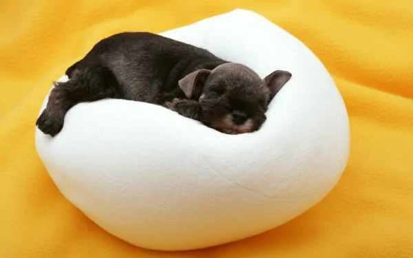 HD desktop wallpaper featuring a black Schnauzer puppy peacefully sleeping on a soft white cushion against a bright yellow background.