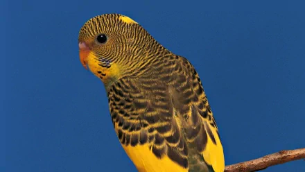 HD PC desktop wallpaper featuring a close-up of a budgerigar with vibrant yellow and green feathers against a clear blue sky background.