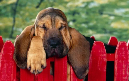 A sleepy bloodhound puppy rests its head on a red fence, surrounded by a lush green background, creating a charming and serene animal-themed wallpaper.