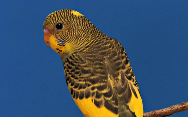 Animal budgerigar HD Desktop Wallpaper | Background Image