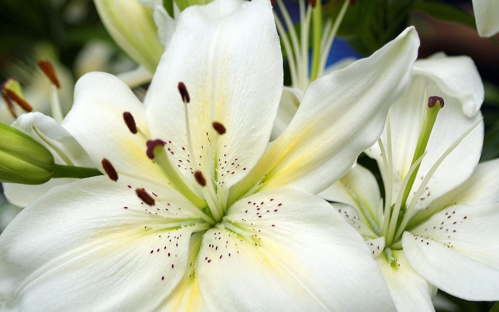 Nature Lily HD Wallpaper | Background Image