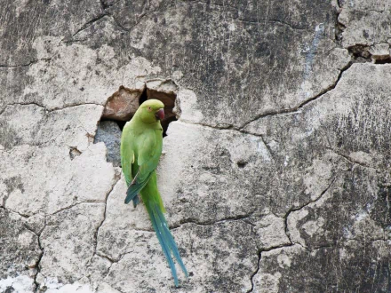 A vibrant rose-ringed parakeet perched against a textured, cracked wall, showcasing its striking green feathers and long tail, making an engaging HD desktop wallpaper.