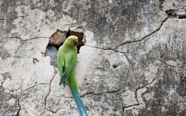 A vibrant rose-ringed parakeet perched against a textured, cracked wall, showcasing its striking green feathers and long tail, making an engaging HD desktop wallpaper.