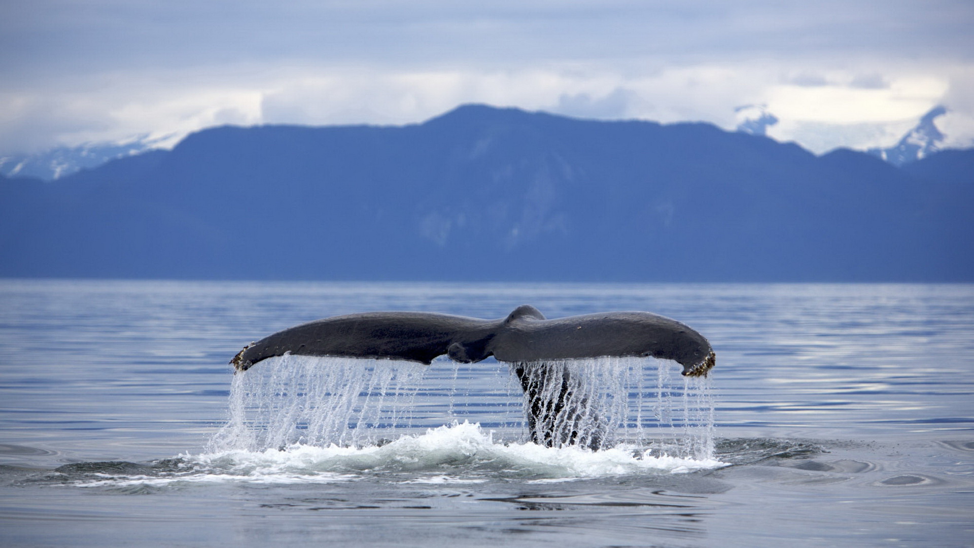 Animal Whale HD Wallpaper | Background Image