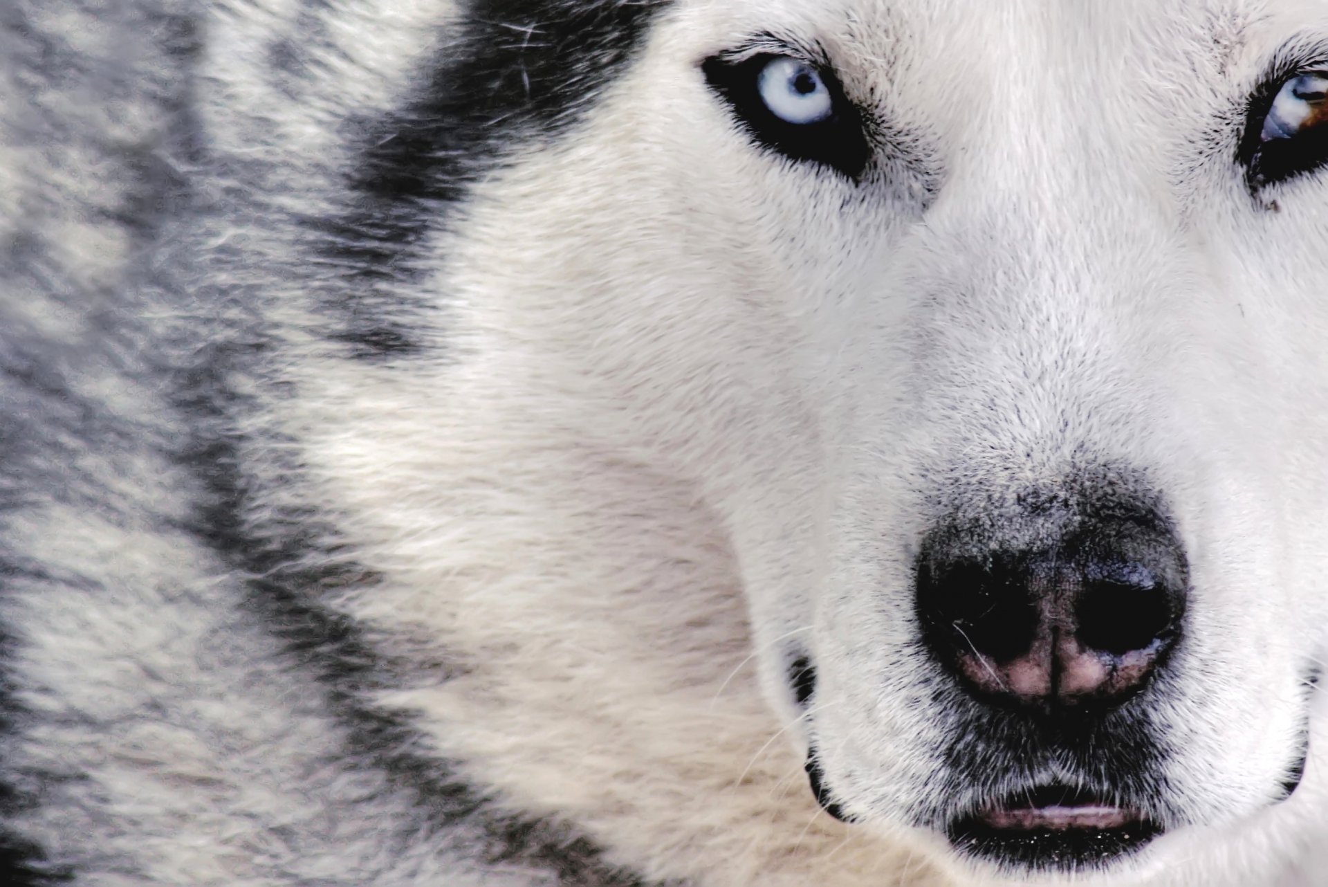 Close-up of a striking husky with piercing blue eyes, showcasing its unique features. This image makes an eye-catching HD PC desktop wallpaper and background.