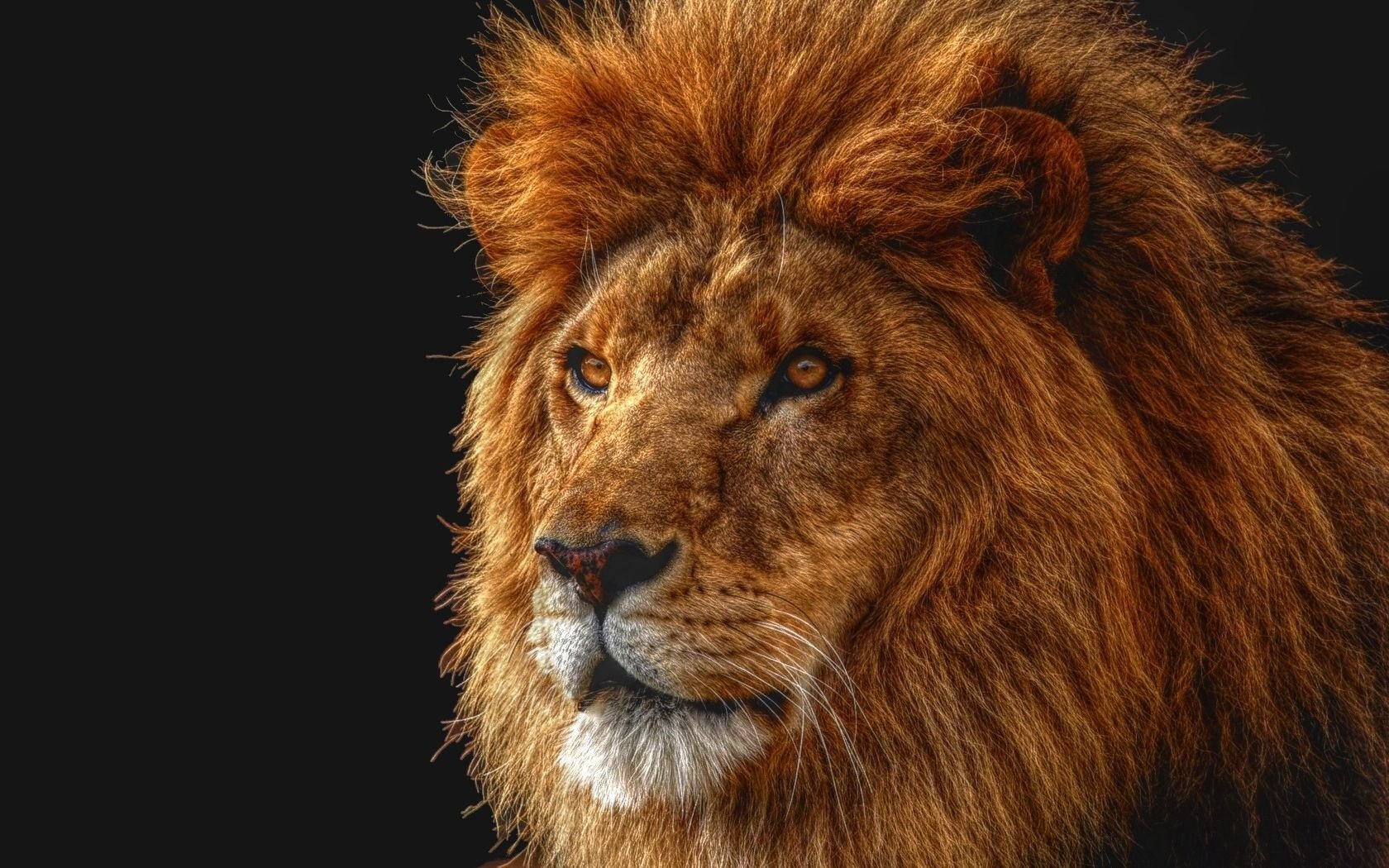 Download Animal Lion Wallpaper