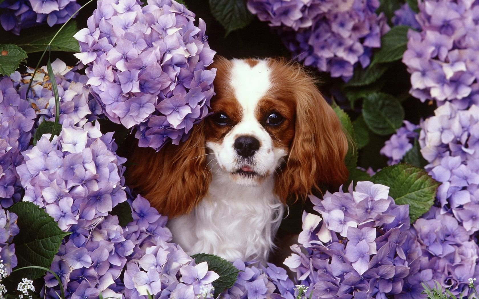 Download Dog Animal King Charles Spaniel Wallpaper
