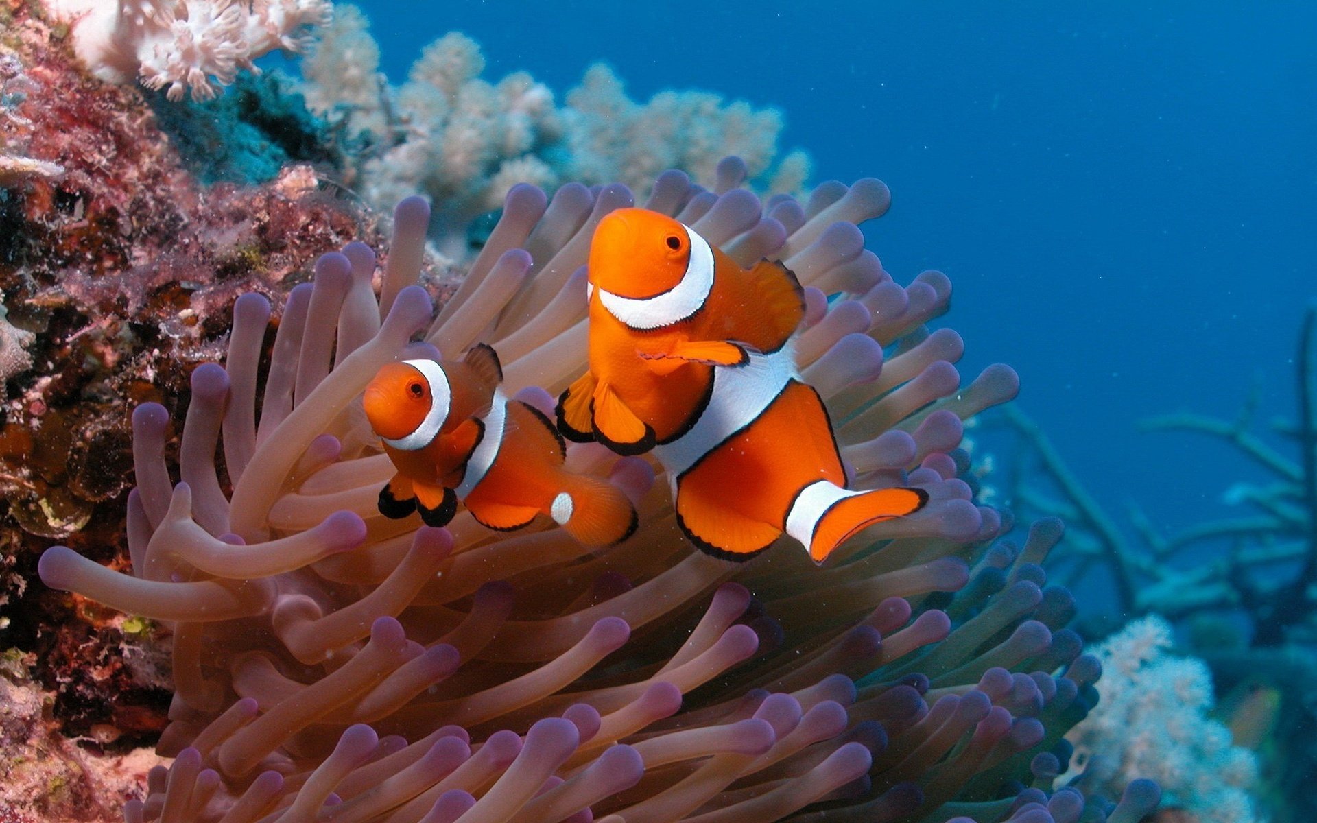 HD desktop wallpaper featuring vibrant clownfish swimming among sea anemones in a clear blue underwater scene.