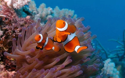 HD desktop wallpaper featuring vibrant clownfish swimming among sea anemones in a clear blue underwater scene.