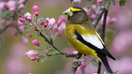 A vibrant evening grosbeak perched on a branch with pink blossoms, captured in sharp detail as an HD PC desktop wallpaper and background.