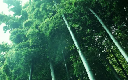 nature bamboo HD Desktop Wallpaper | Background Image